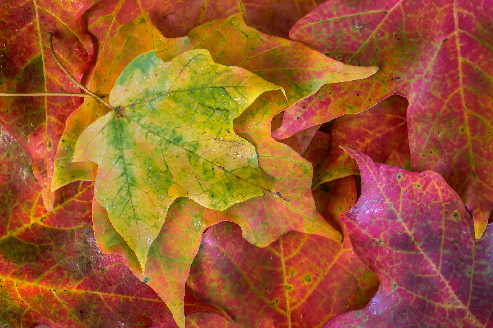 Обои осень осенние листья краски осени на рабочий стол