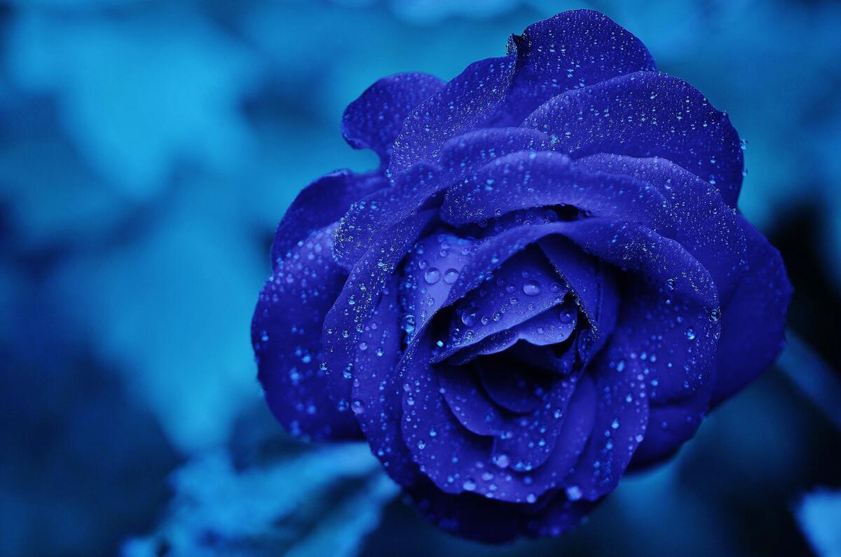 Синяя роза на голубом фоне