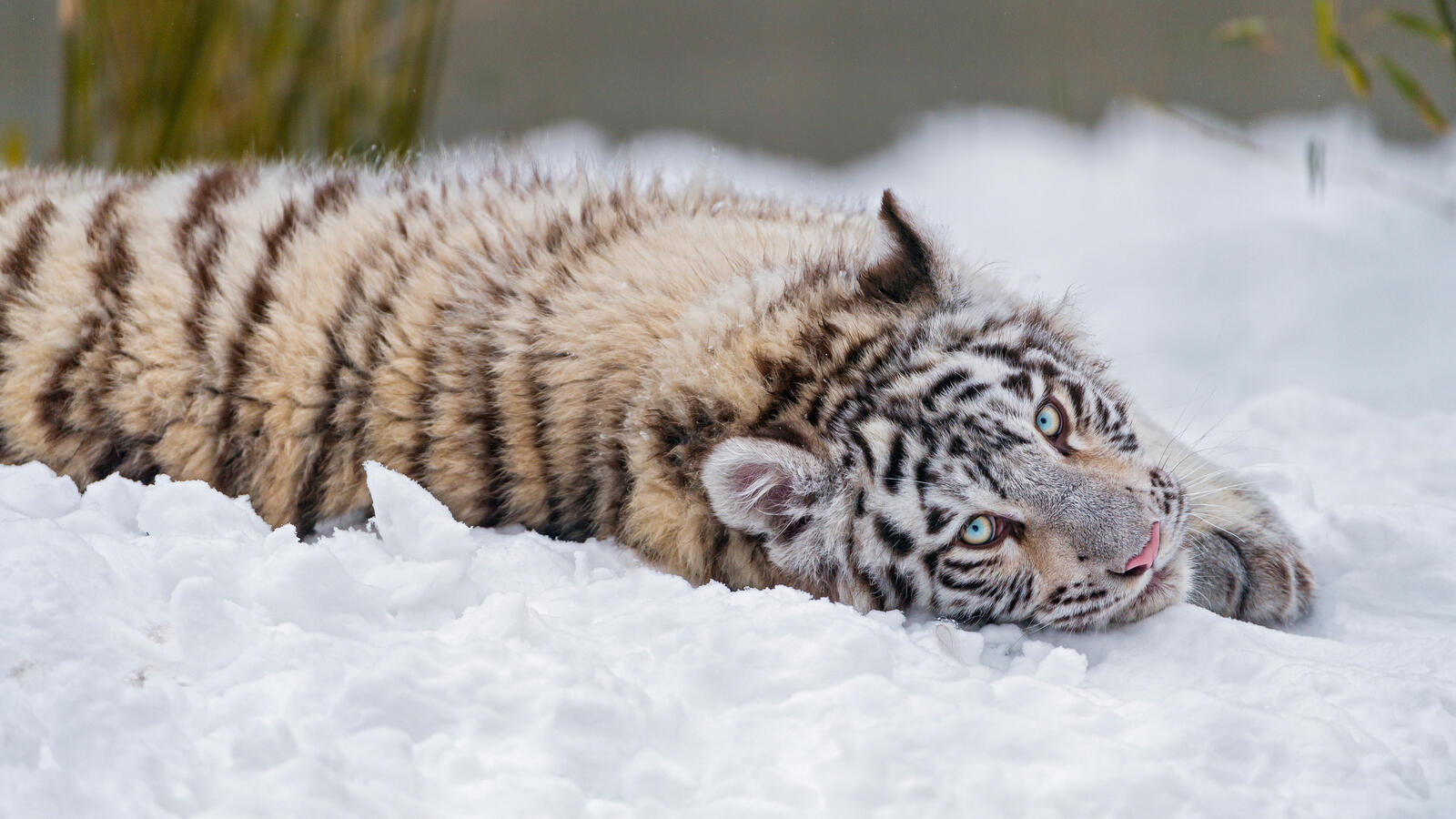 Бесплатное фото Тигрёнок развалился на снегу