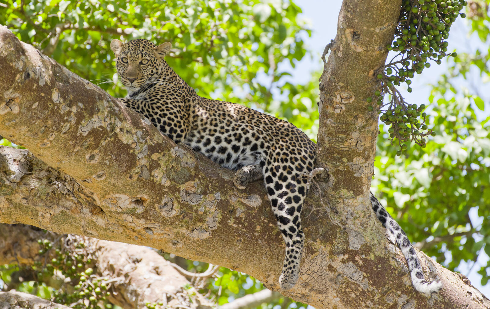 Бесплатное фото Леопард на дереве