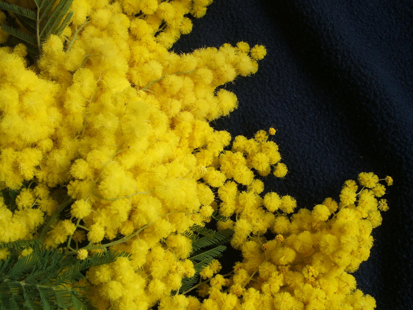 Wallpapers mimosa yellow flowers small flowers on the desktop