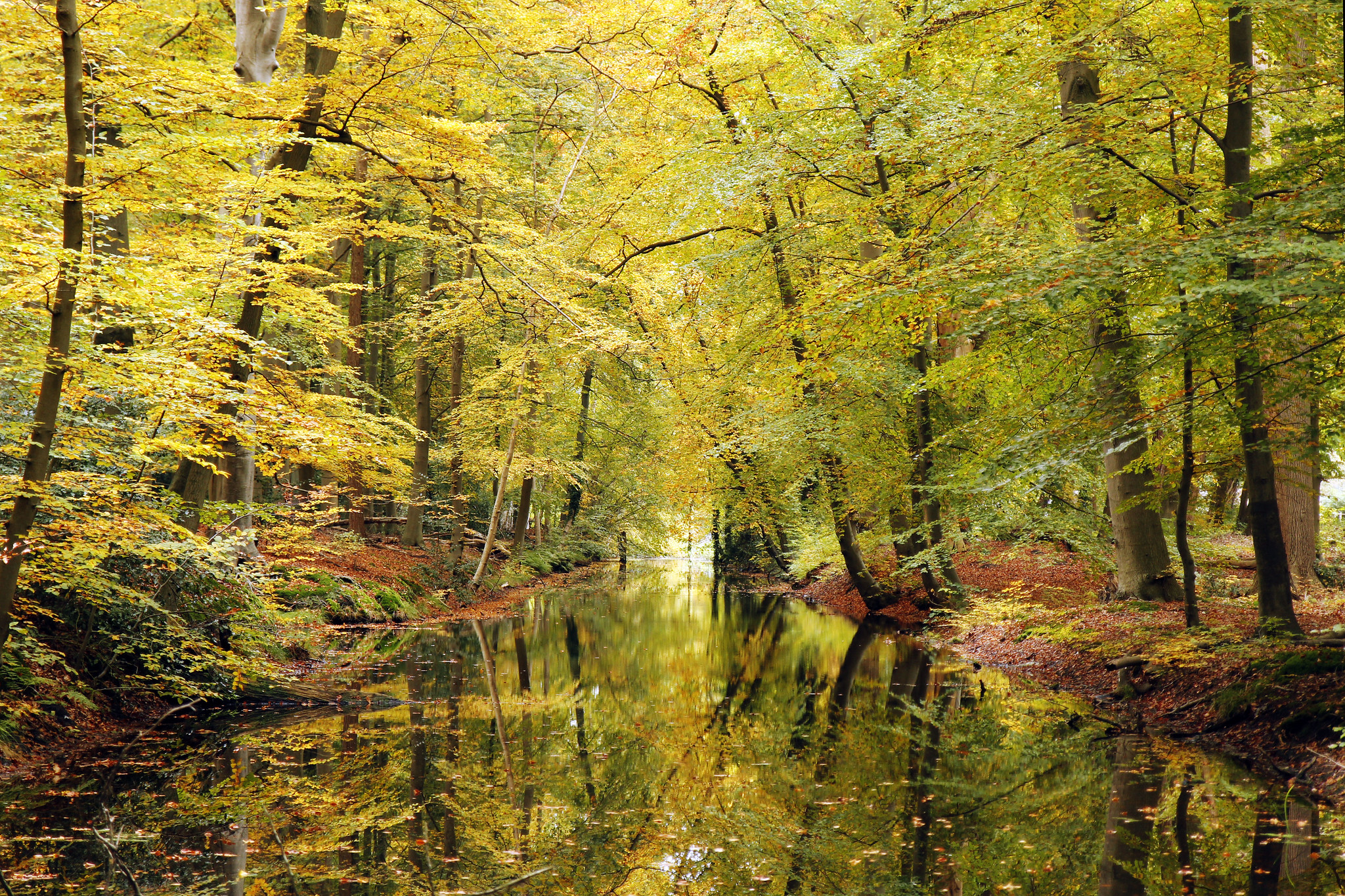 Wallpapers autumn colors forest pond on the desktop