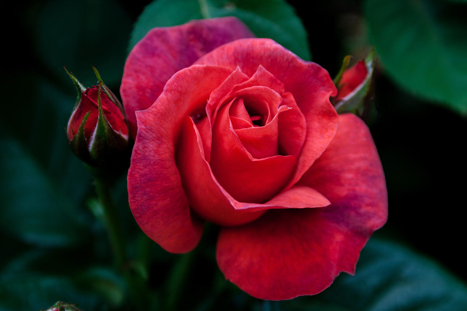 Бесплатное фото Лепестки красной розы