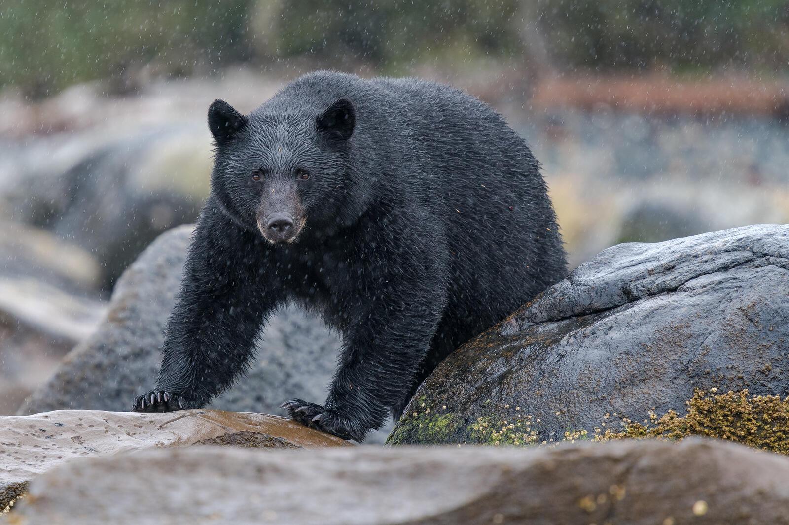 Бесплатное фото Медведь под дождем