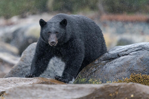 Медведь под дождем