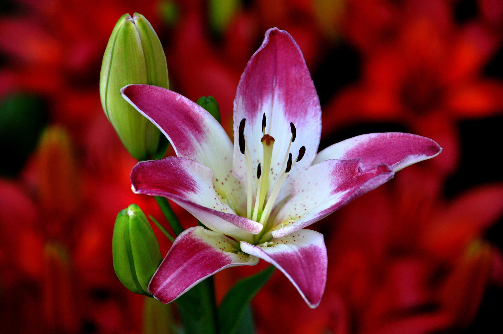 Wallpapers lilies lilyt pink flower on the desktop