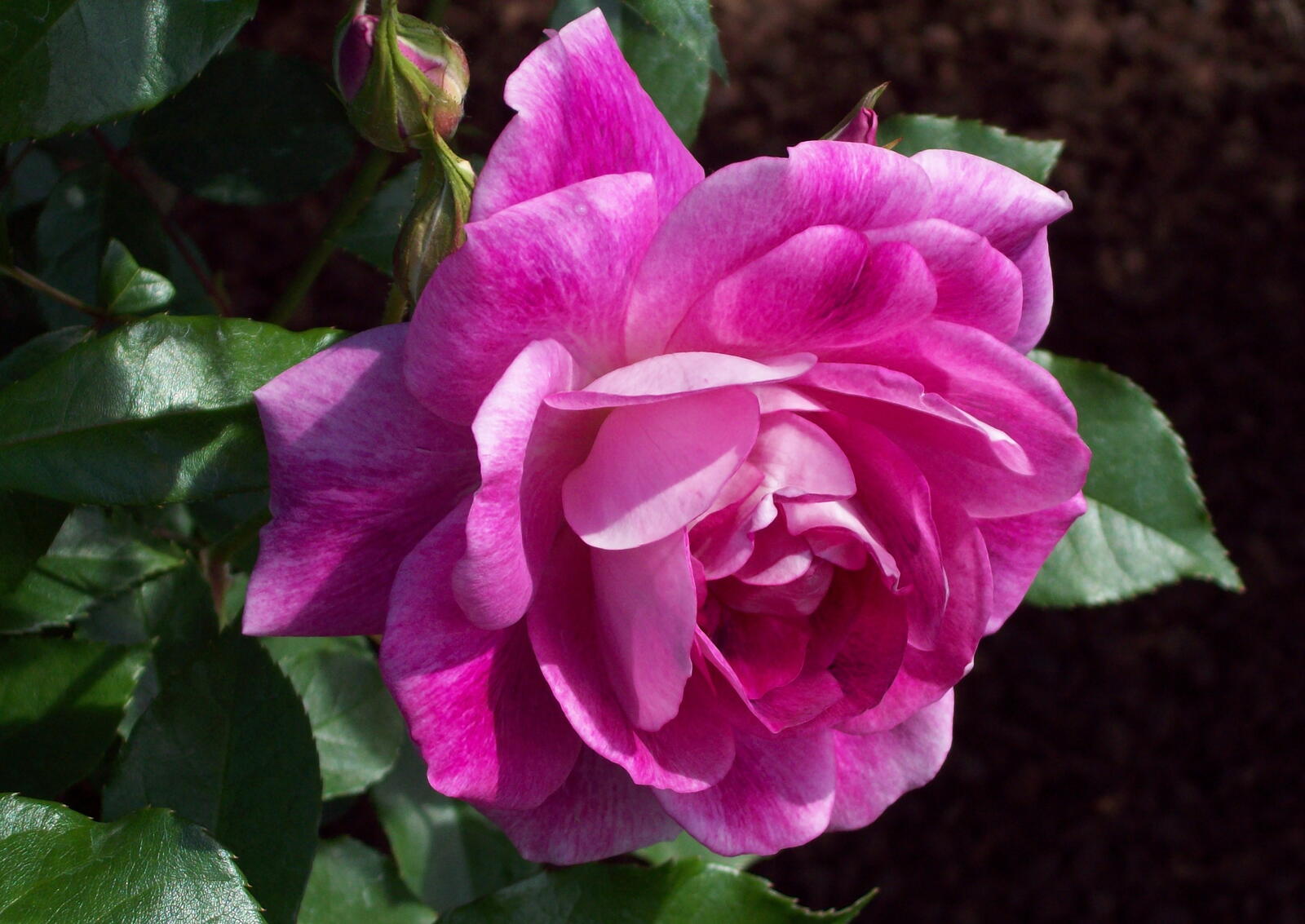 Обои розовая роза розовый бутон цветок на рабочий стол