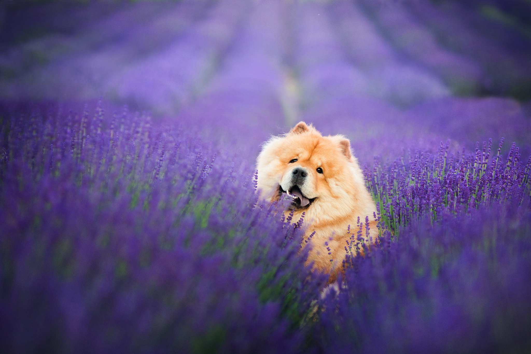 Dog in a lavender field