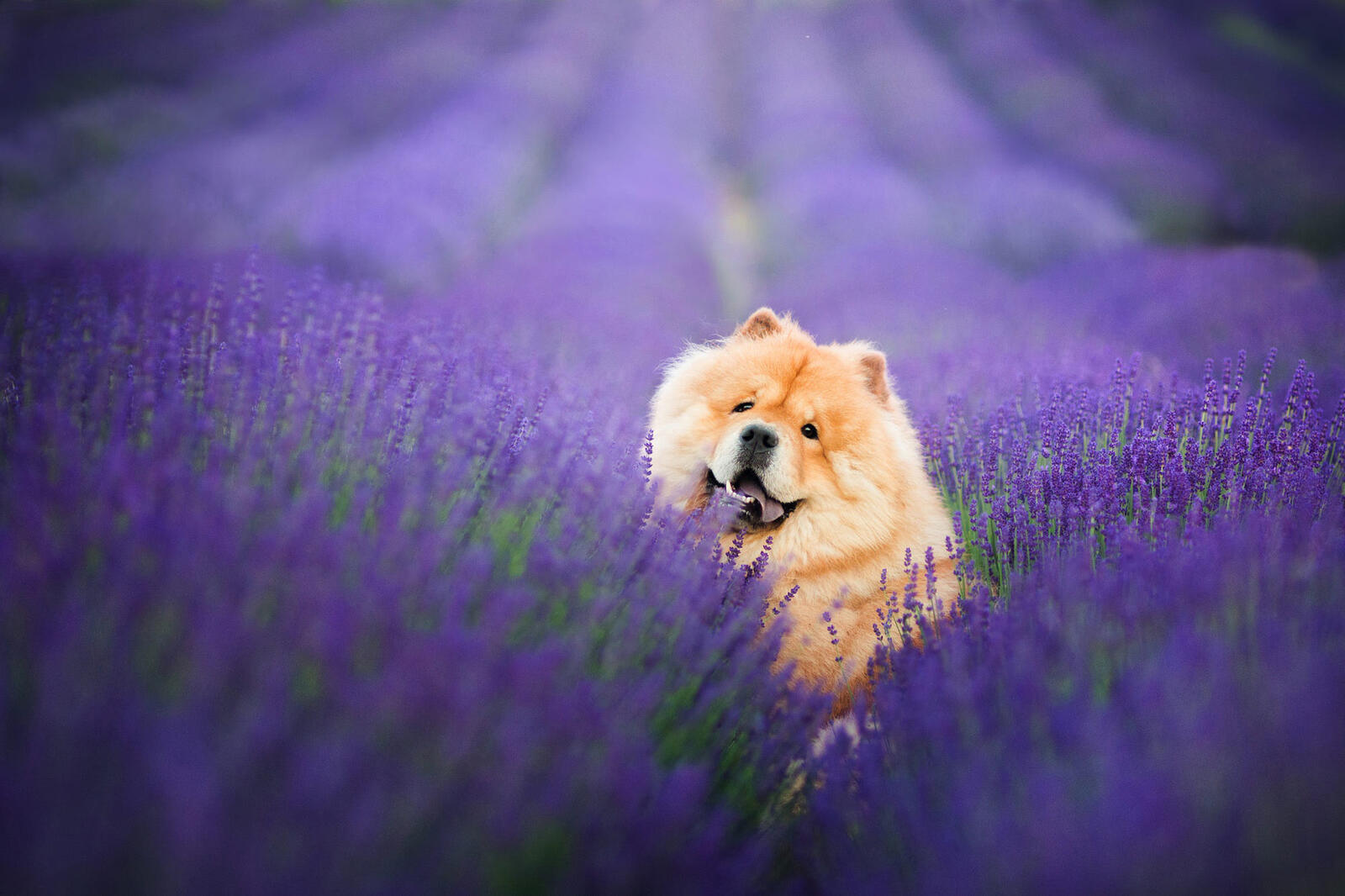 Free photo Dog in a lavender field