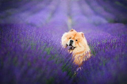 Собака в лавандовом поле