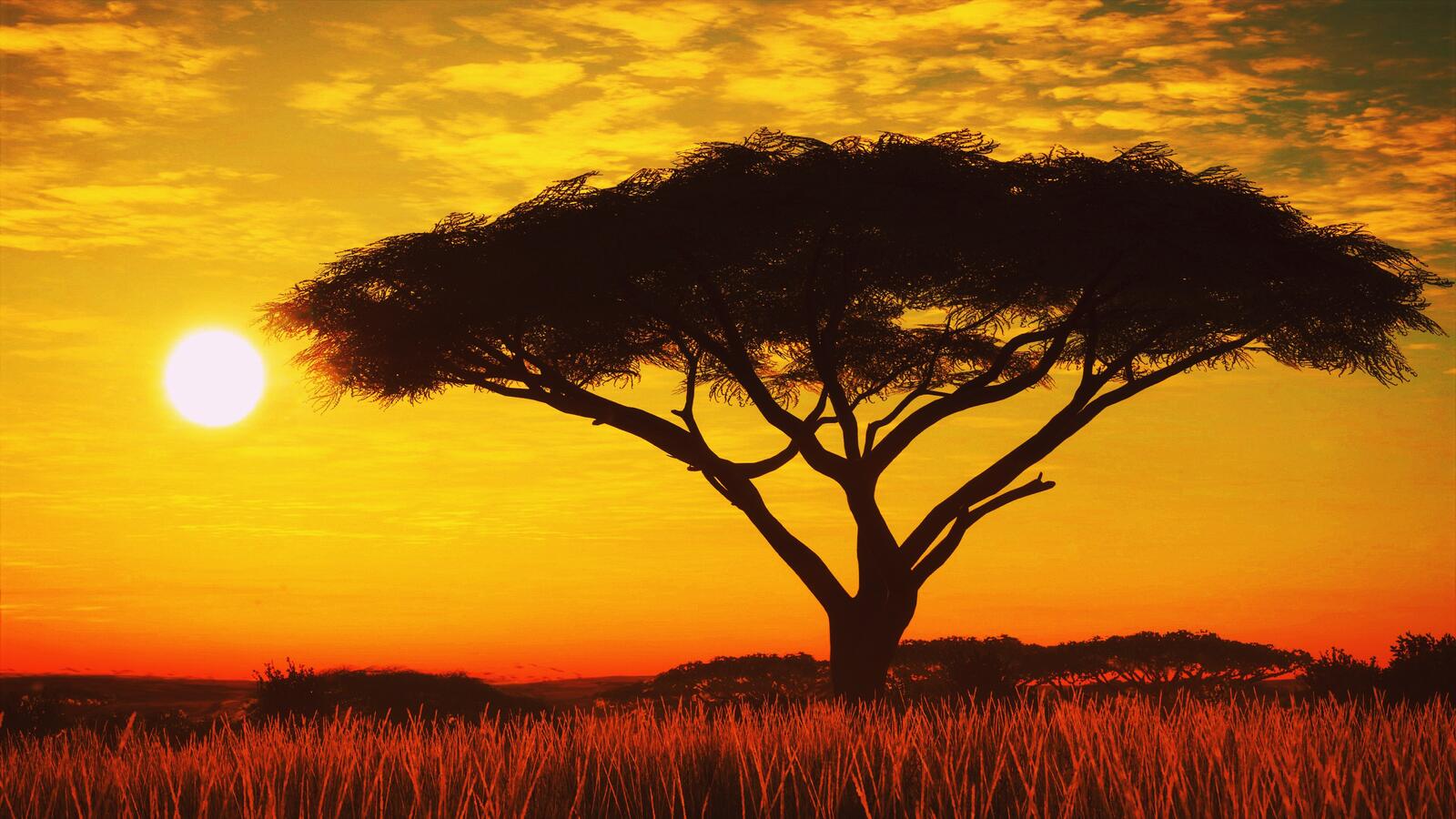 Wallpapers Savana tree sunset on the desktop