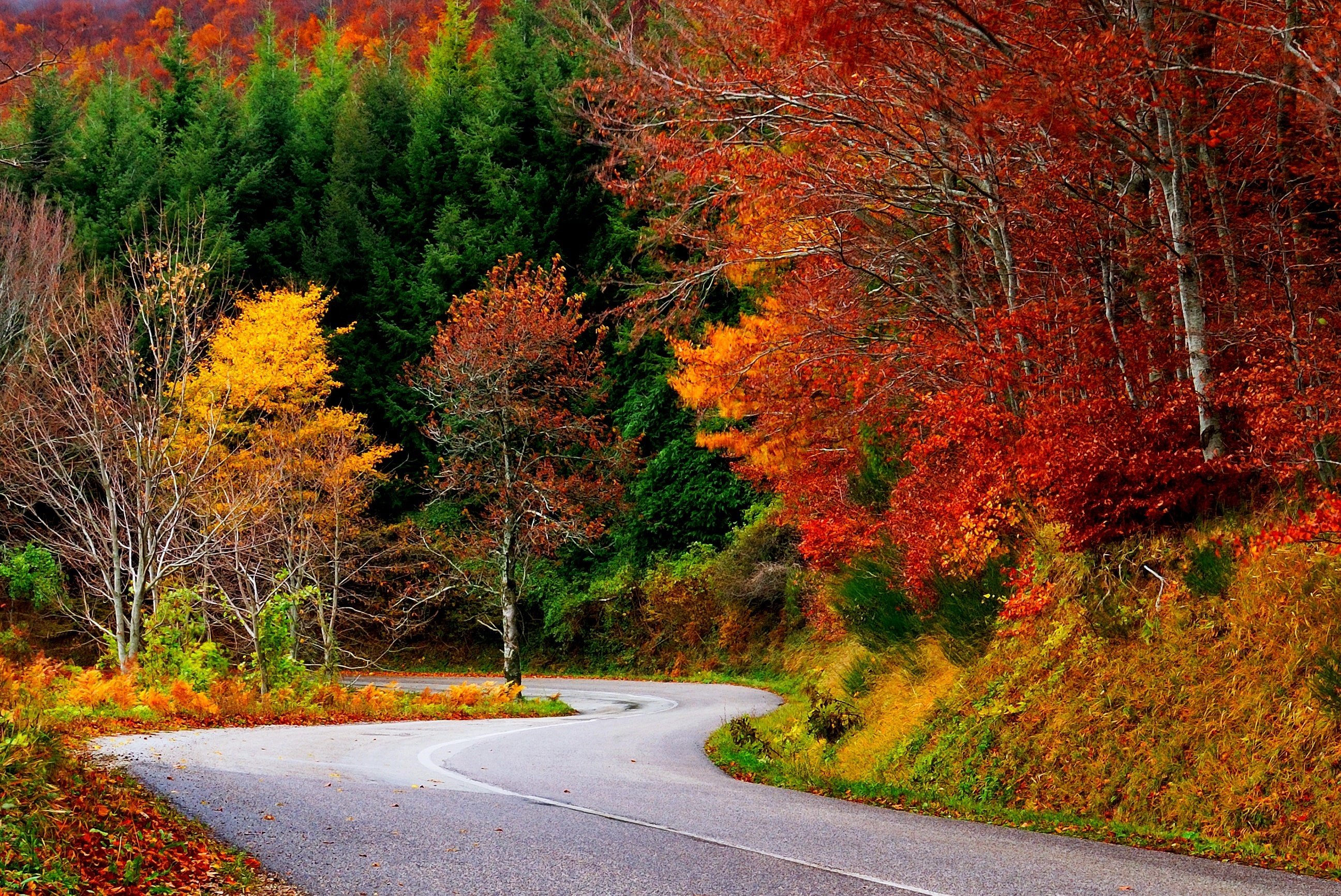 Фото бесплатно осень, красочно, падение листьев
