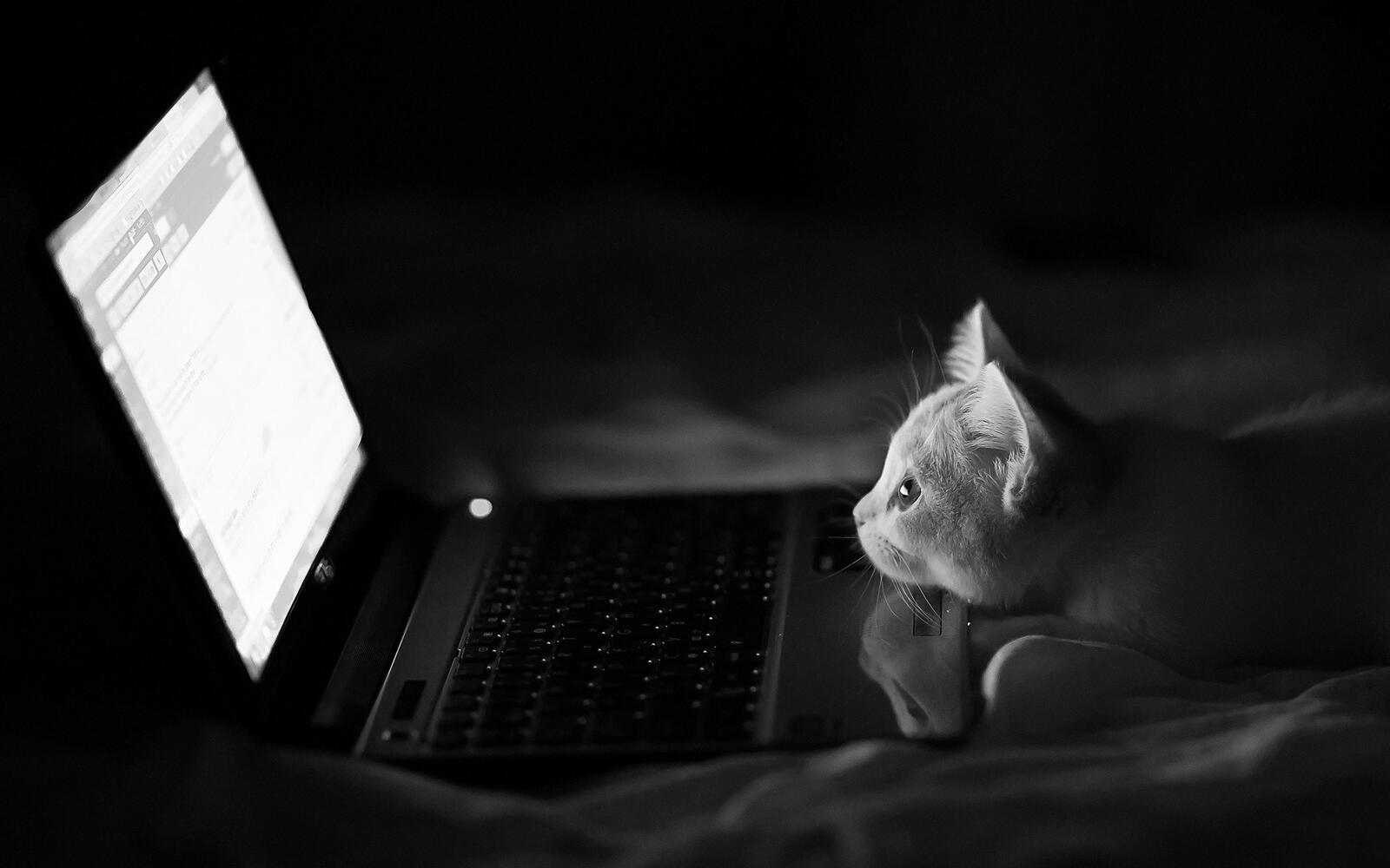 Wallpapers cat look monochrome on the desktop