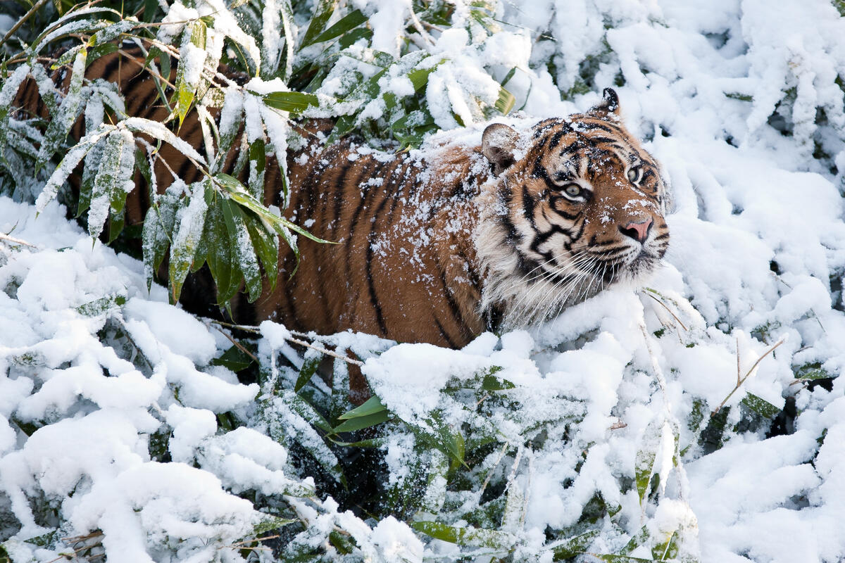 Tiger stuck in the branches and the snow