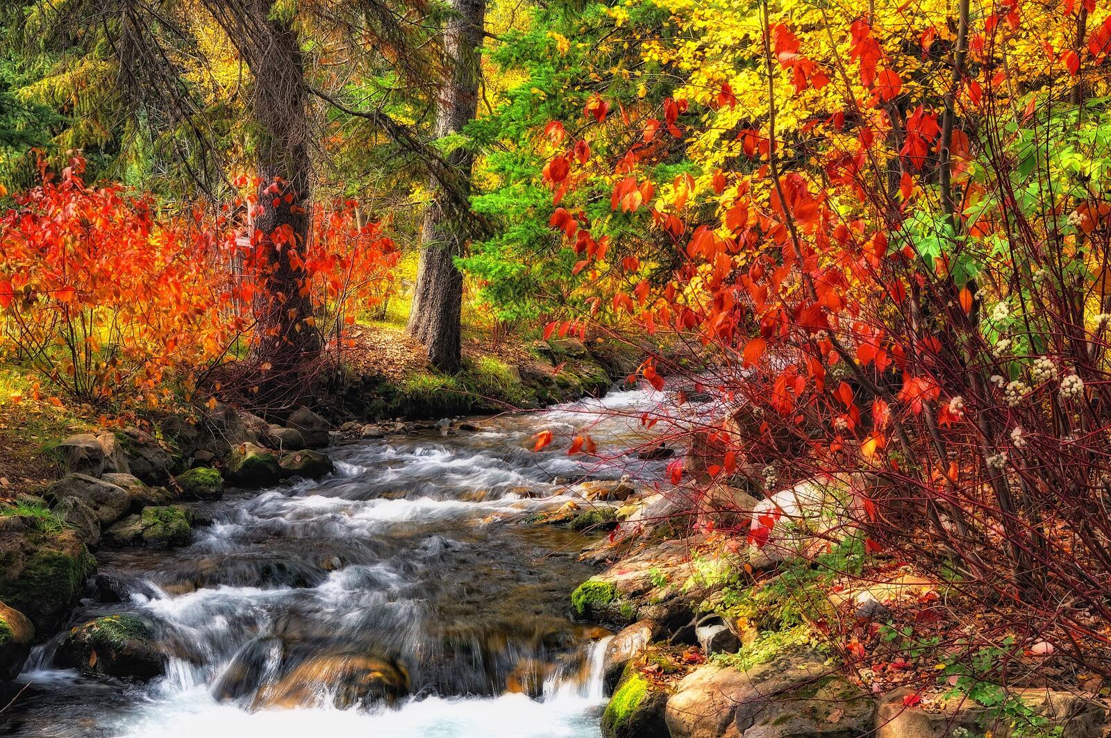 Wallpapers Creek nature autumn on the desktop