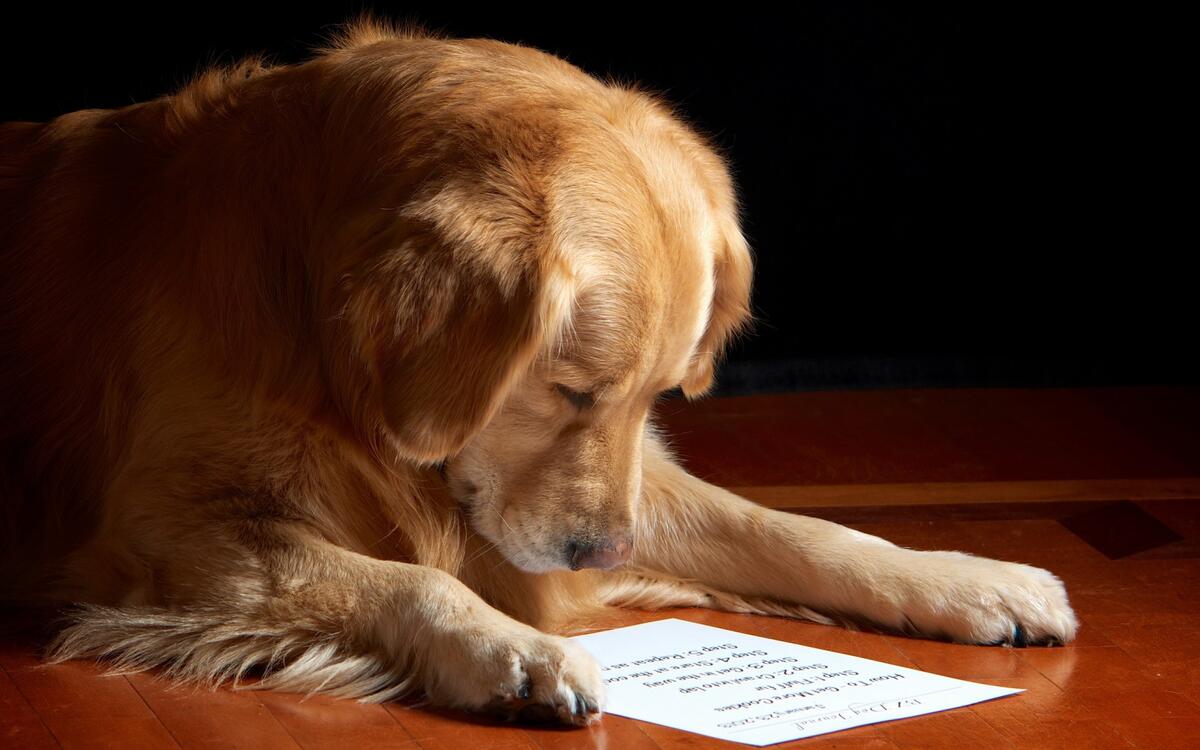The dog reads carefully