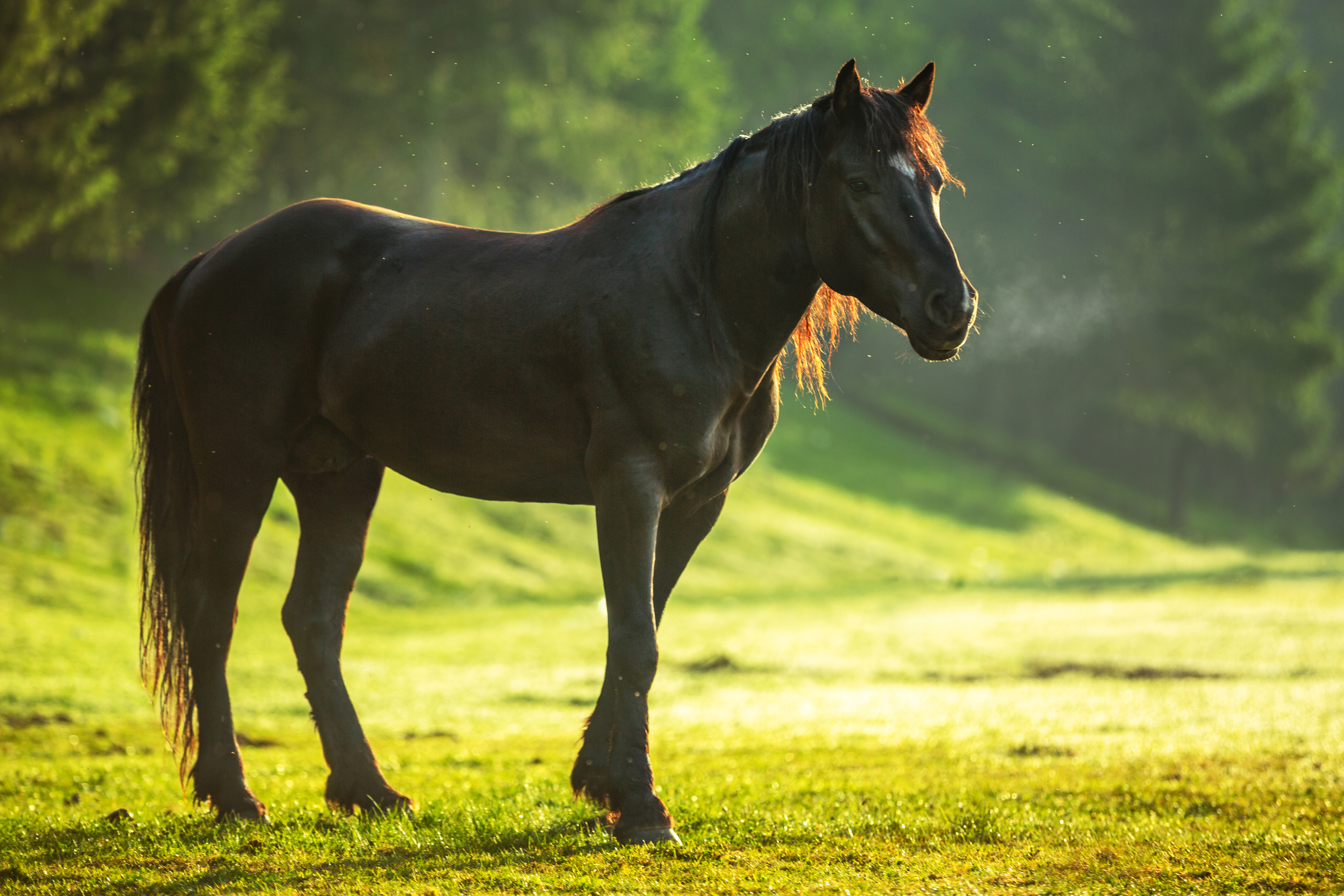 Фото бесплатно лошадь, утро, поле