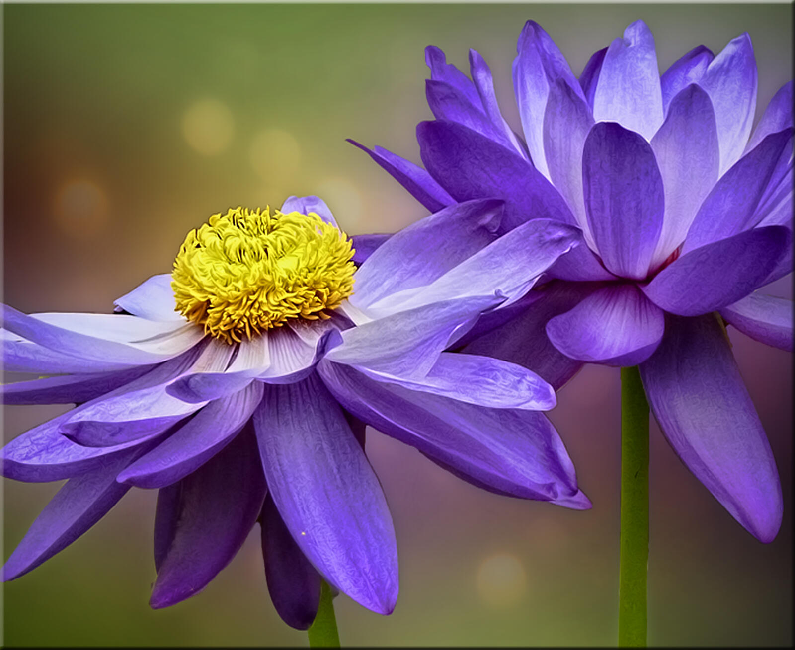Wallpapers blue petals flowers water lily on the desktop