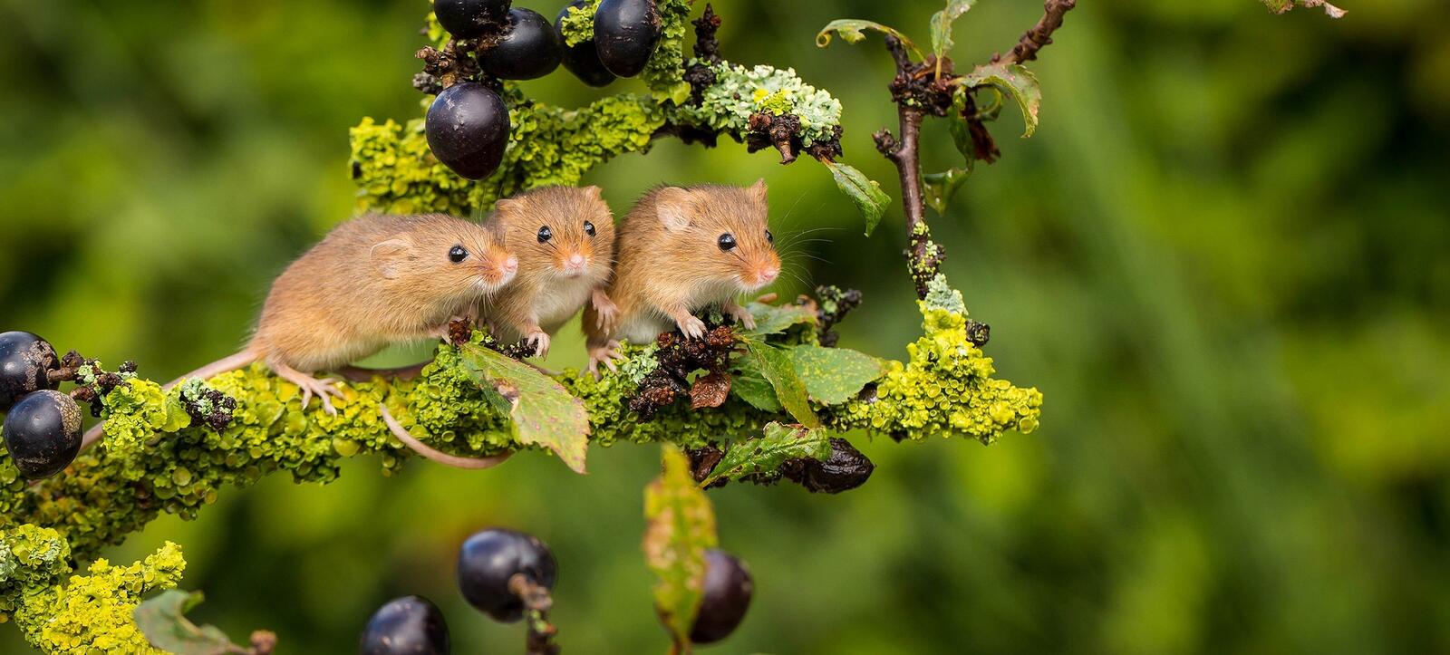 Wallpapers mouse berries branch on the desktop