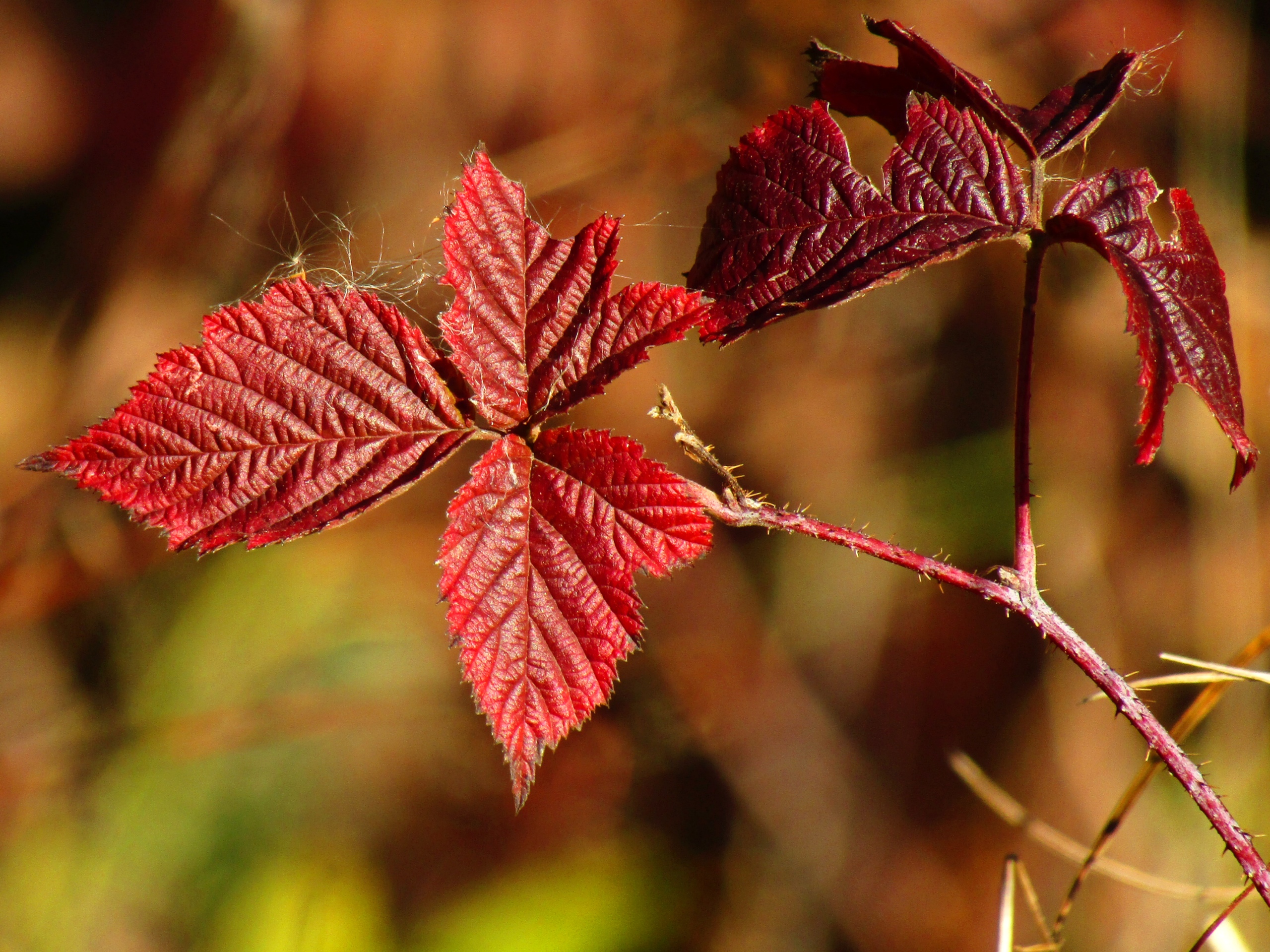 Фото бесплатно Осень, лист, прогулки