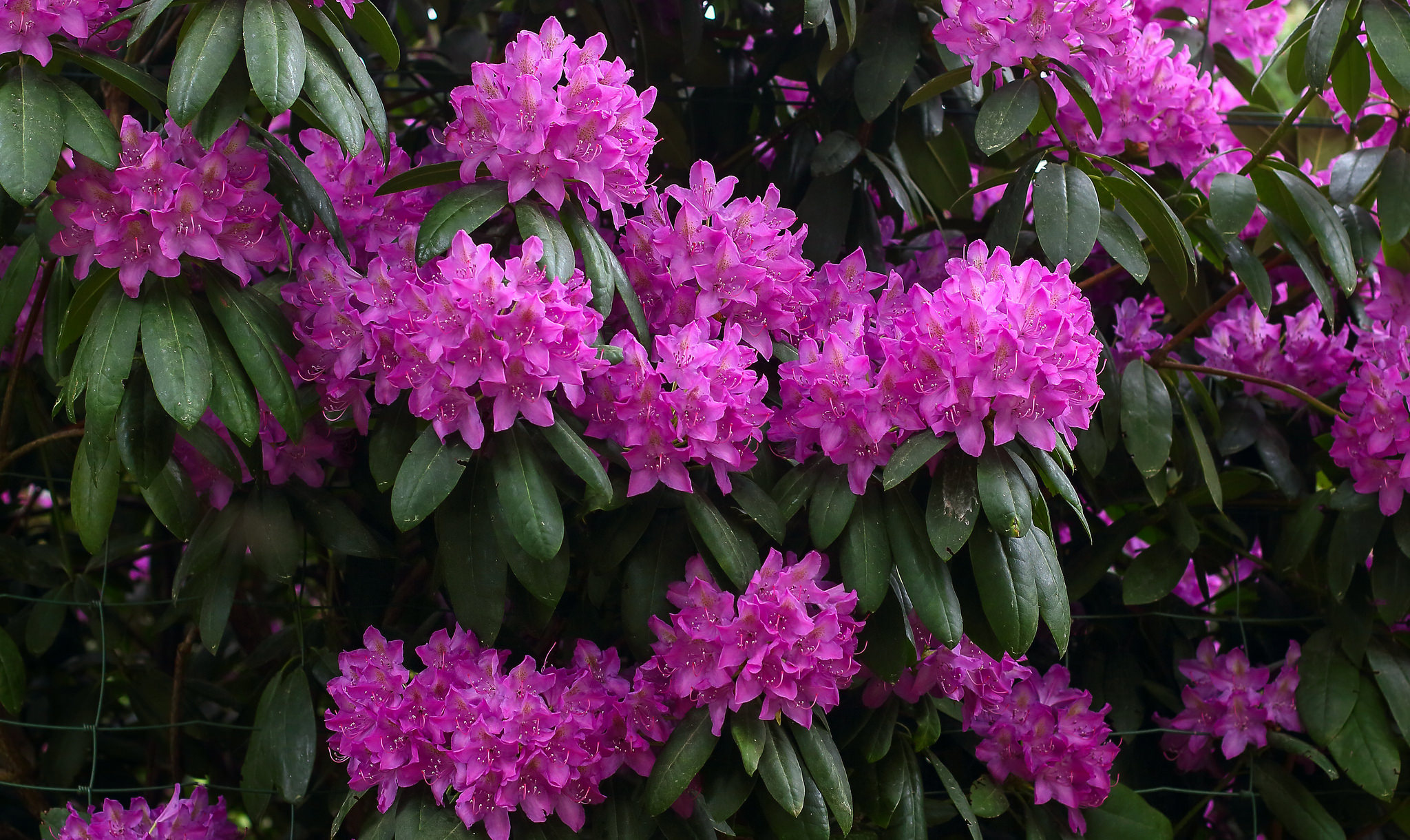 Wallpapers Rhododendron pink tree shrub on the desktop