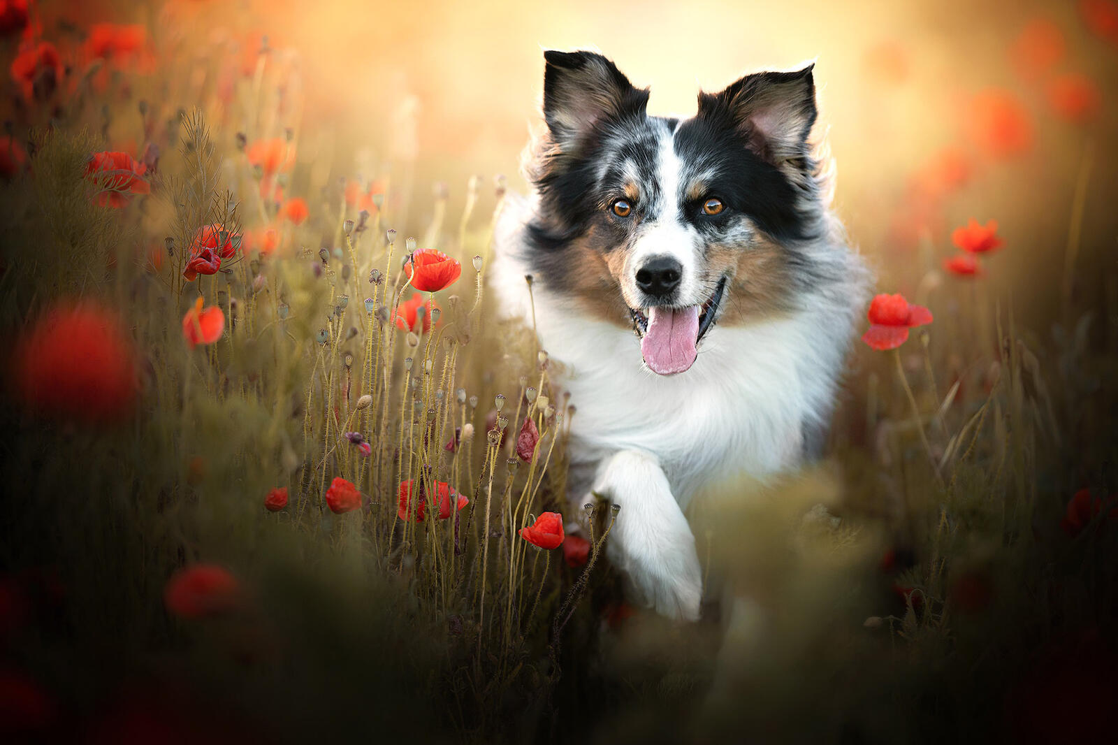 免费照片狗在罂粟花中