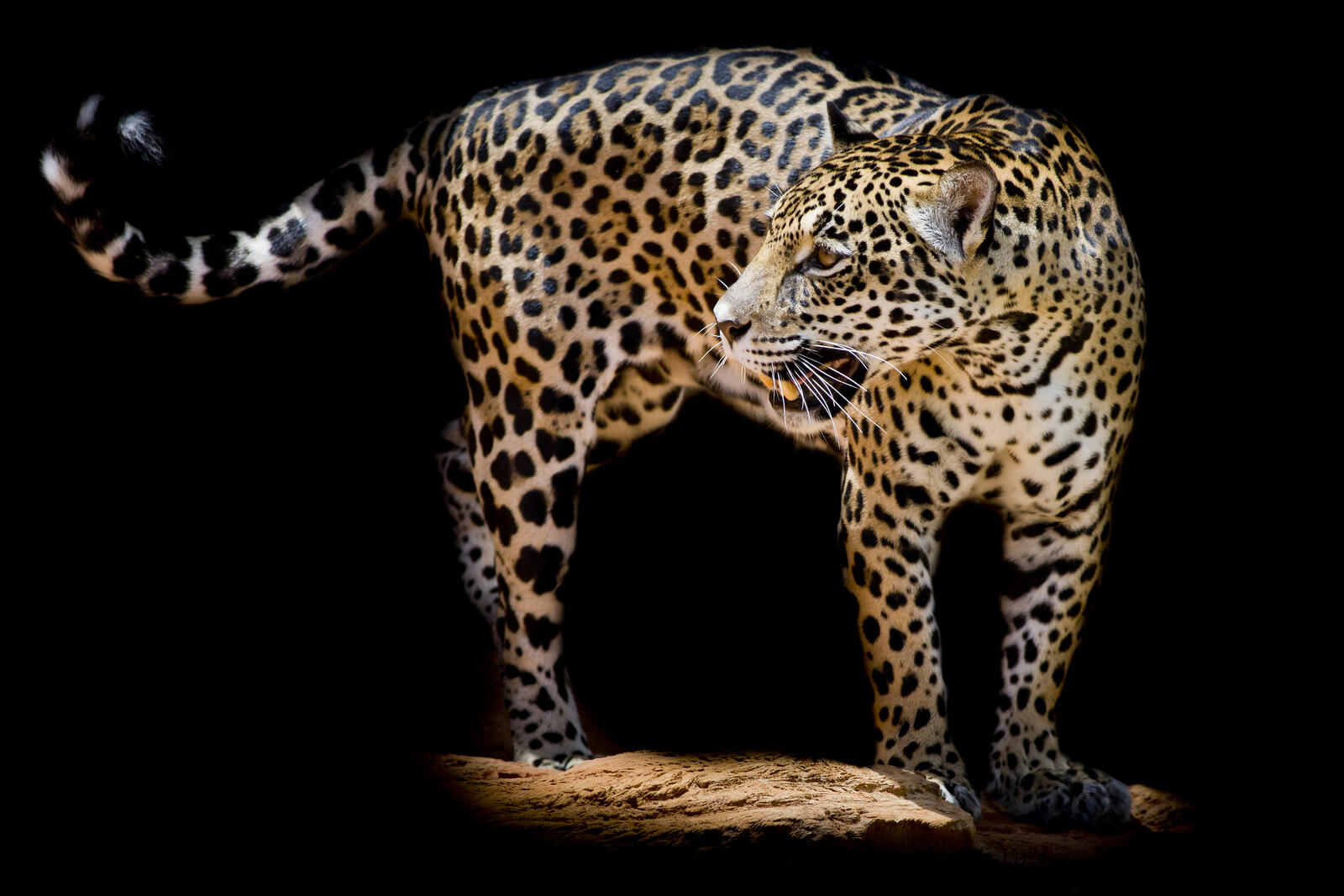 Wallpapers close-up predatory cat Leopard portrait on the desktop