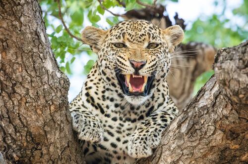 The terrible grin of a spotted leopard in a tree