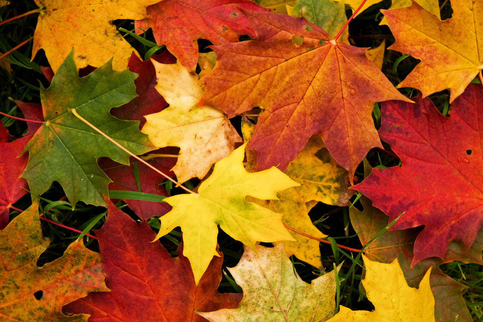 Бесплатное фото Кленовые листья осенью