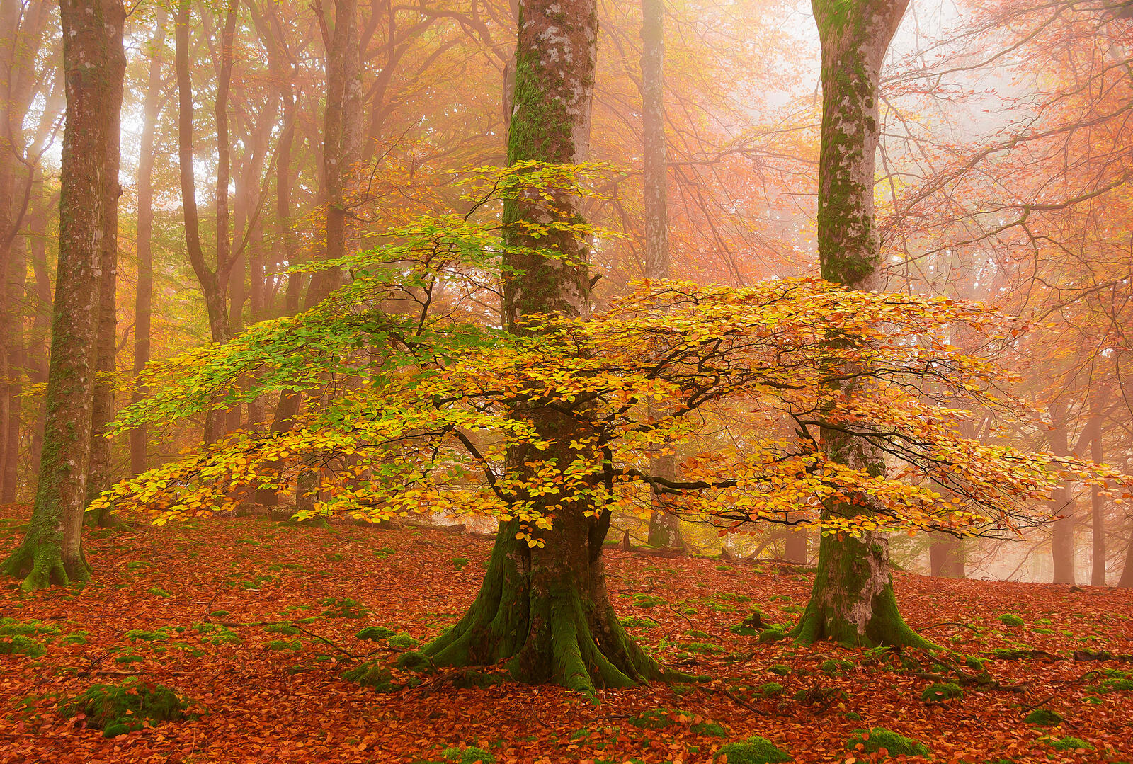 Wallpapers autumn colors fall colors fog on the desktop