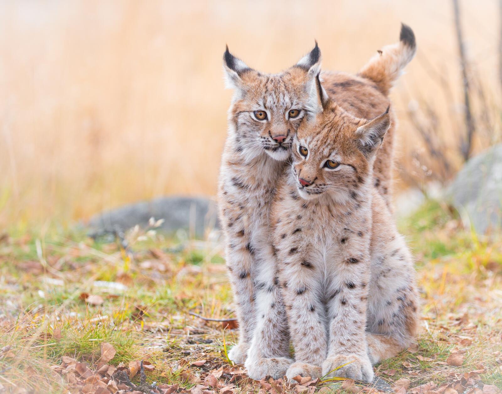 Wallpapers couple in love lynx predator on the desktop