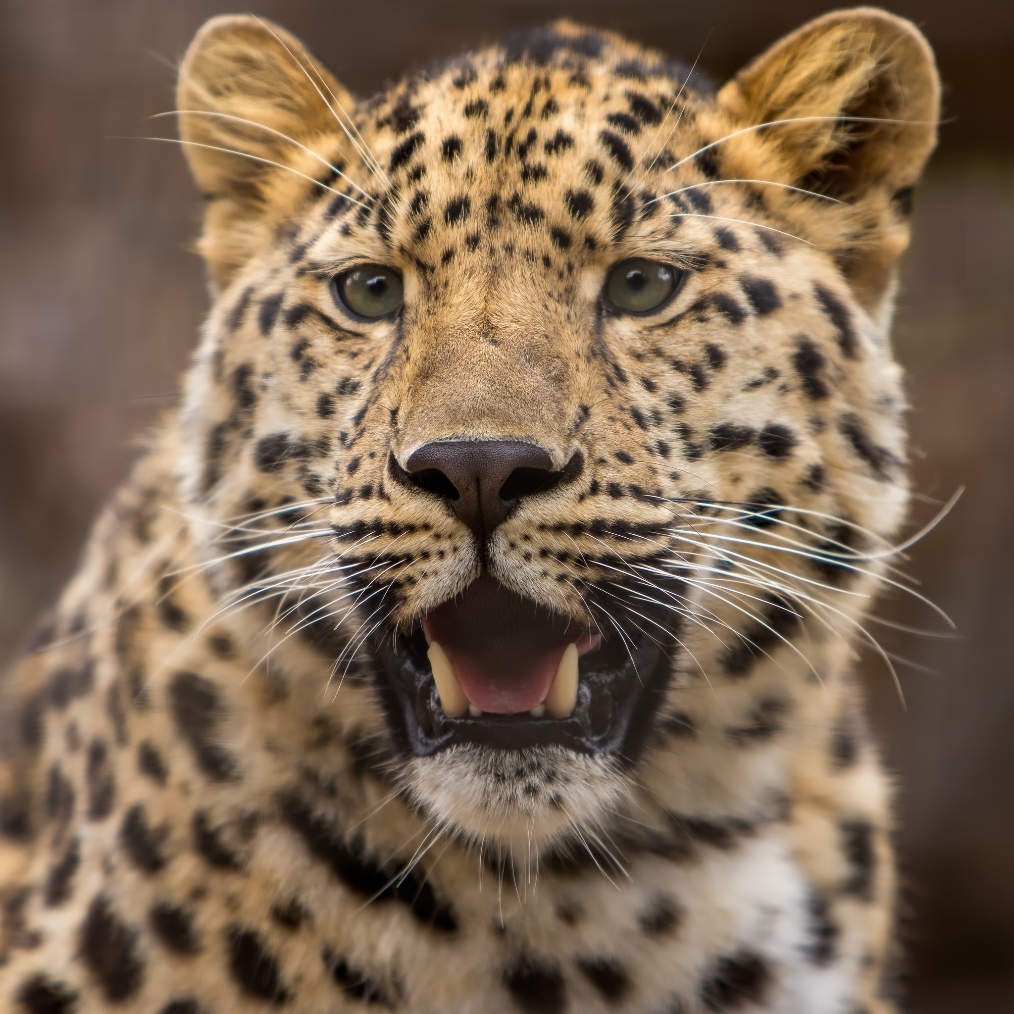 Бесплатное фото Большой леопард