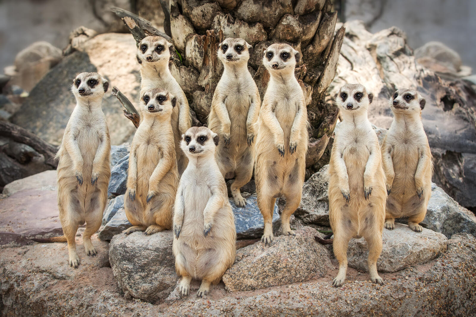 Wallpapers meerkats family stones on the desktop