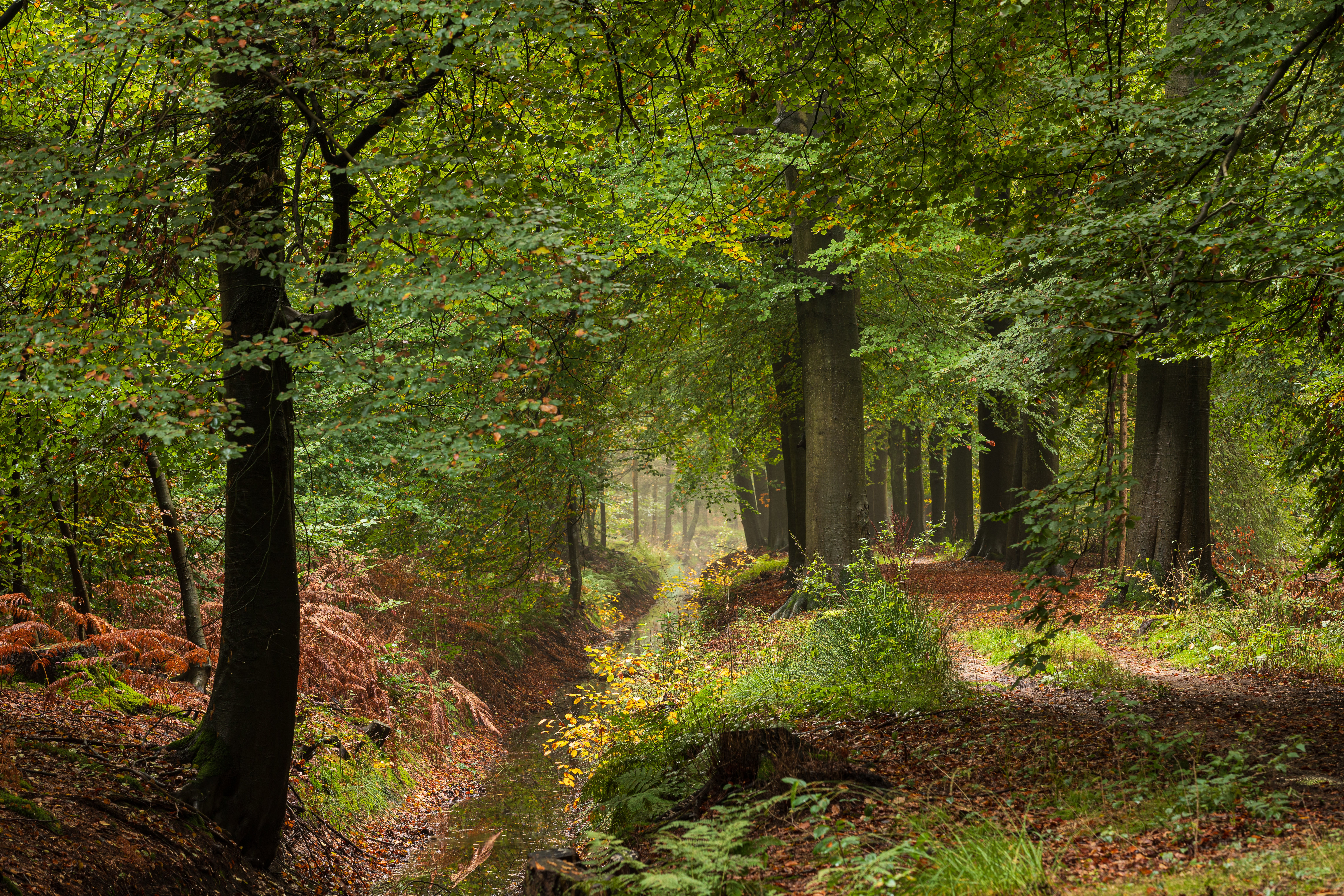 Осень канава, вид на лес