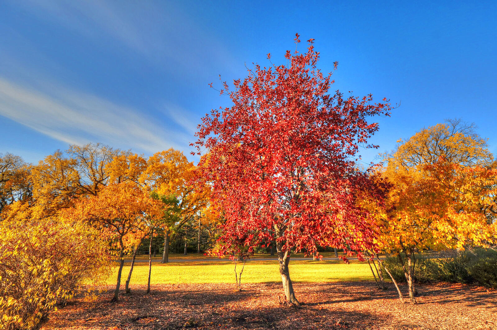 免费照片一棵红色的秋天的树