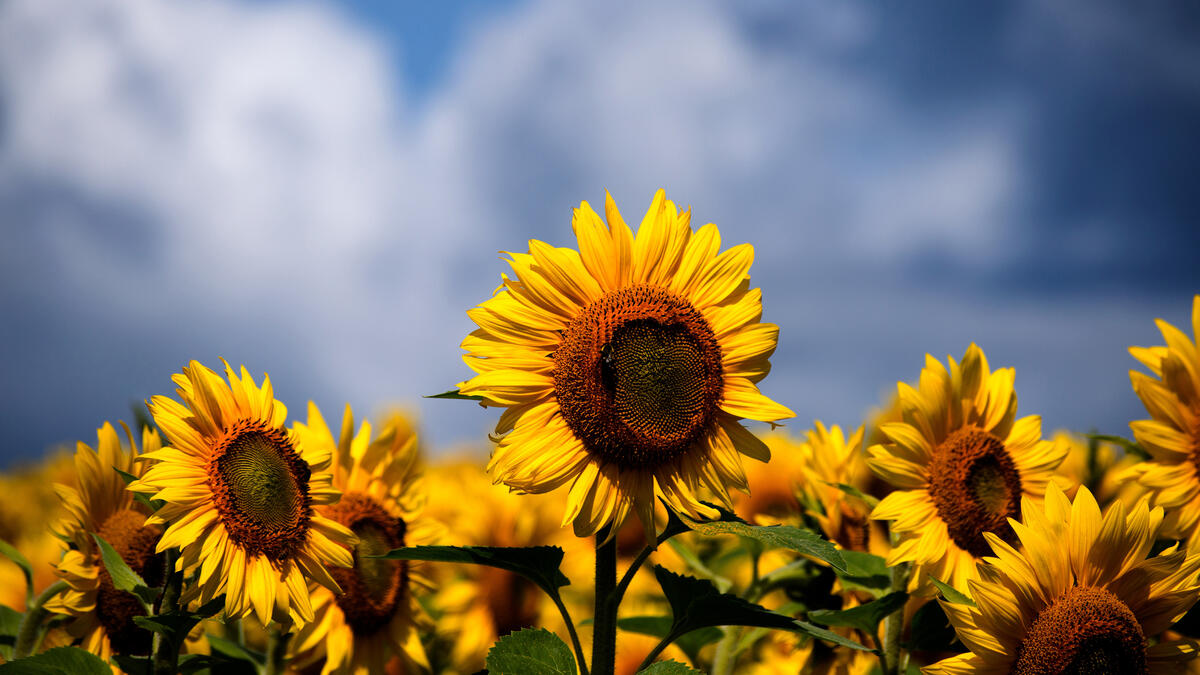Bright sunflowers against the sky