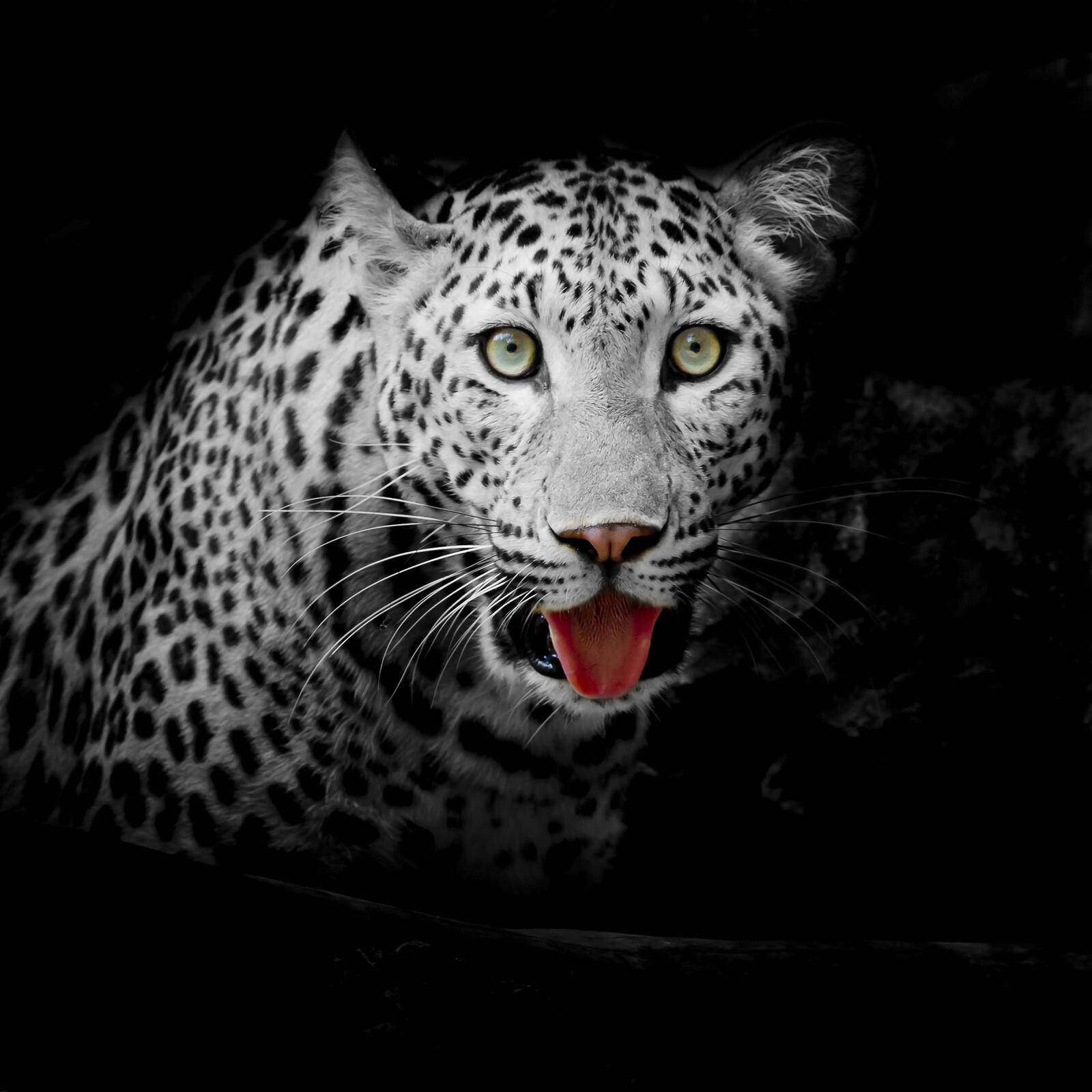 Free photo Free download leopard, predator screensaver