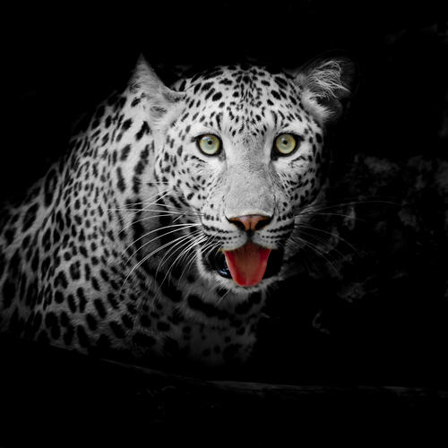 Скачать бесплатно леопард, хищник заставку