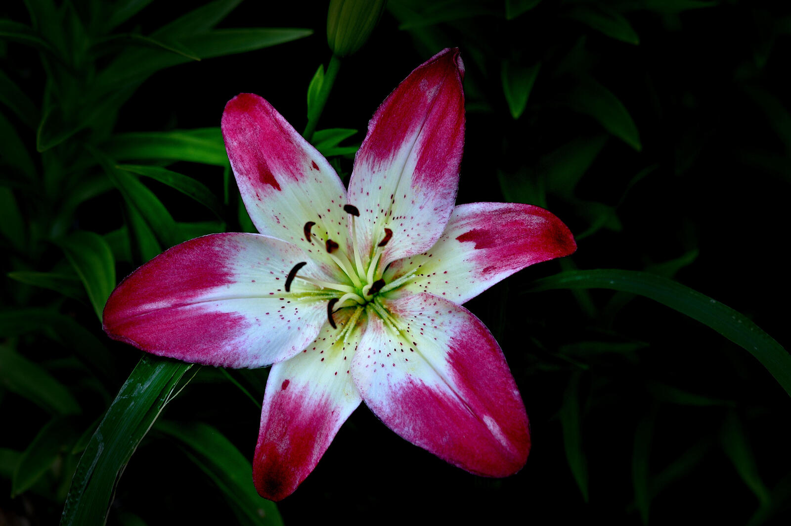 Wallpapers flower red flower lilies on the desktop