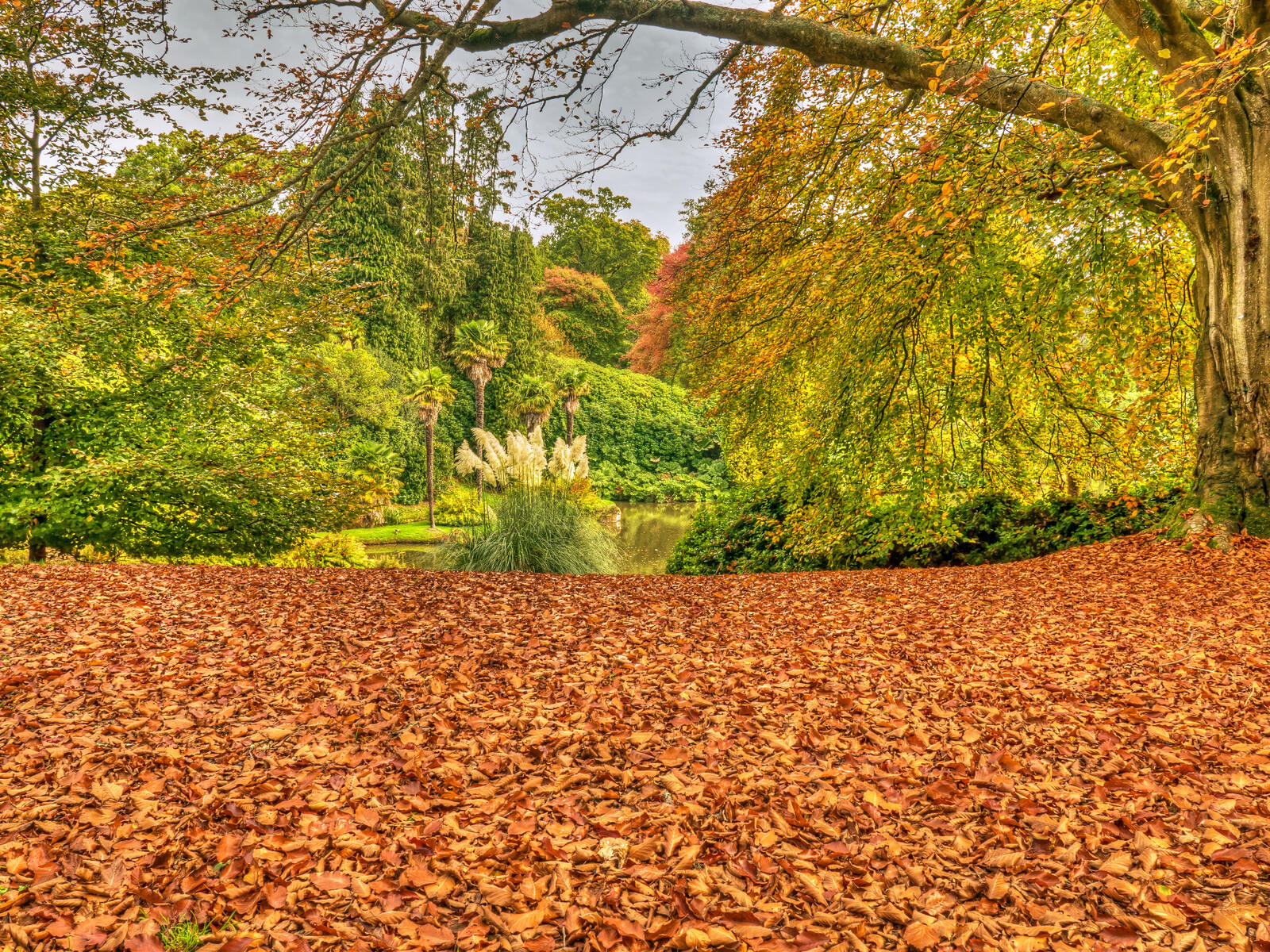桌面上的壁纸秋季 谢菲尔德公园 英国