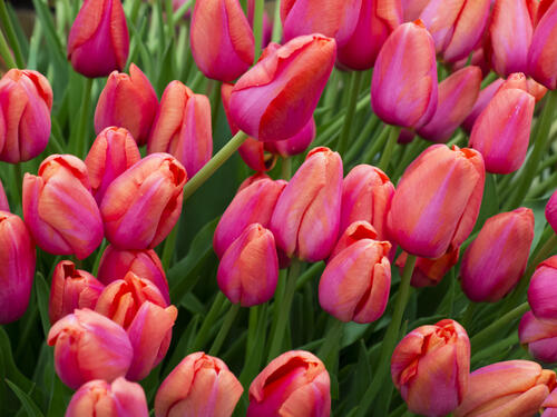 Поле из красных тюльпанов · бесплатное фото