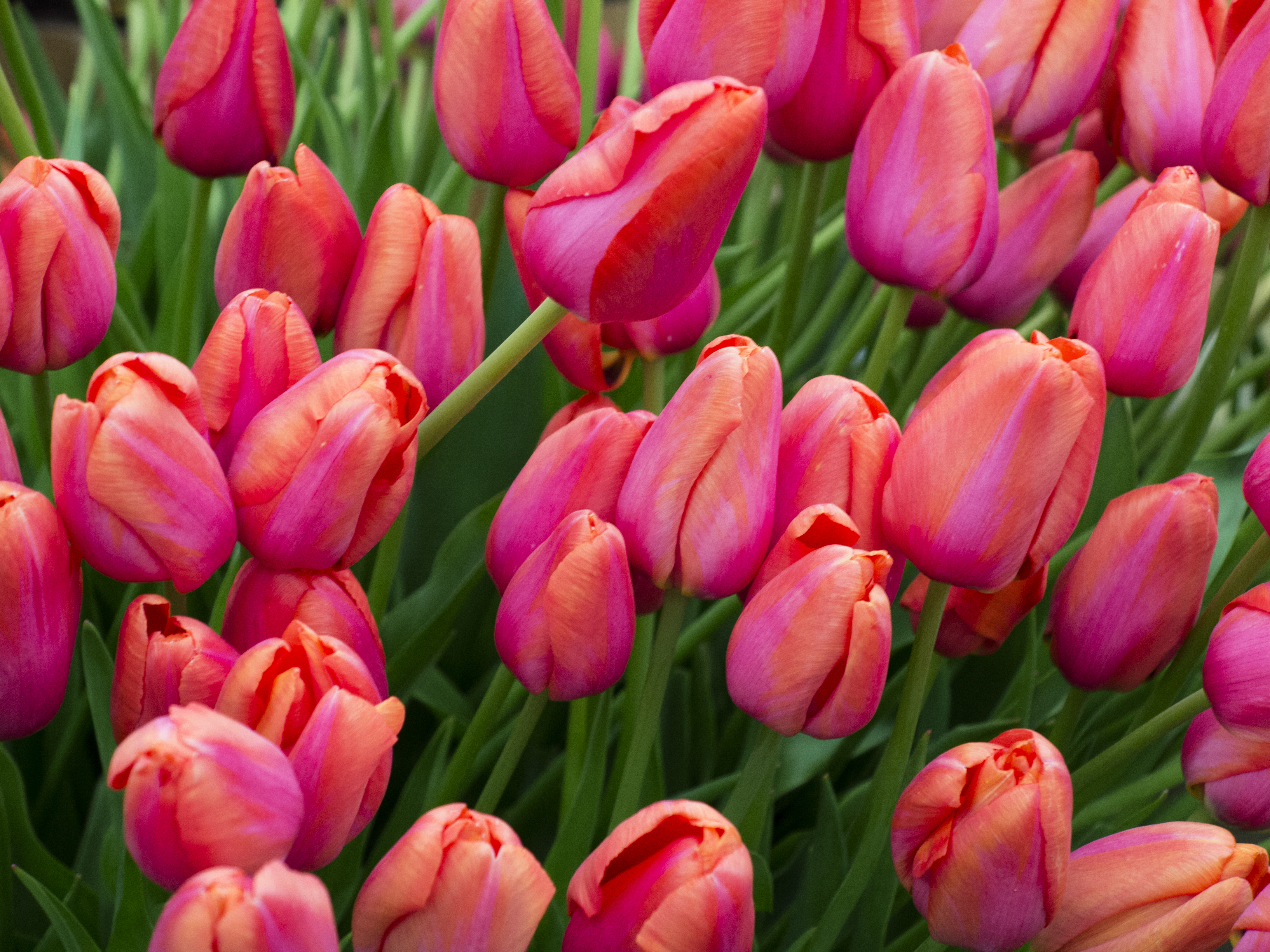 Бесплатное фото Поле из красных тюльпанов