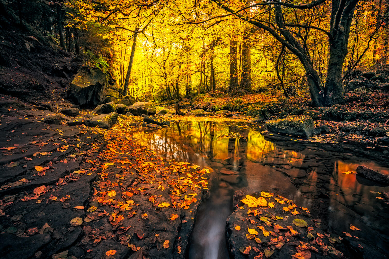 Обои autumn creek forest на рабочий стол