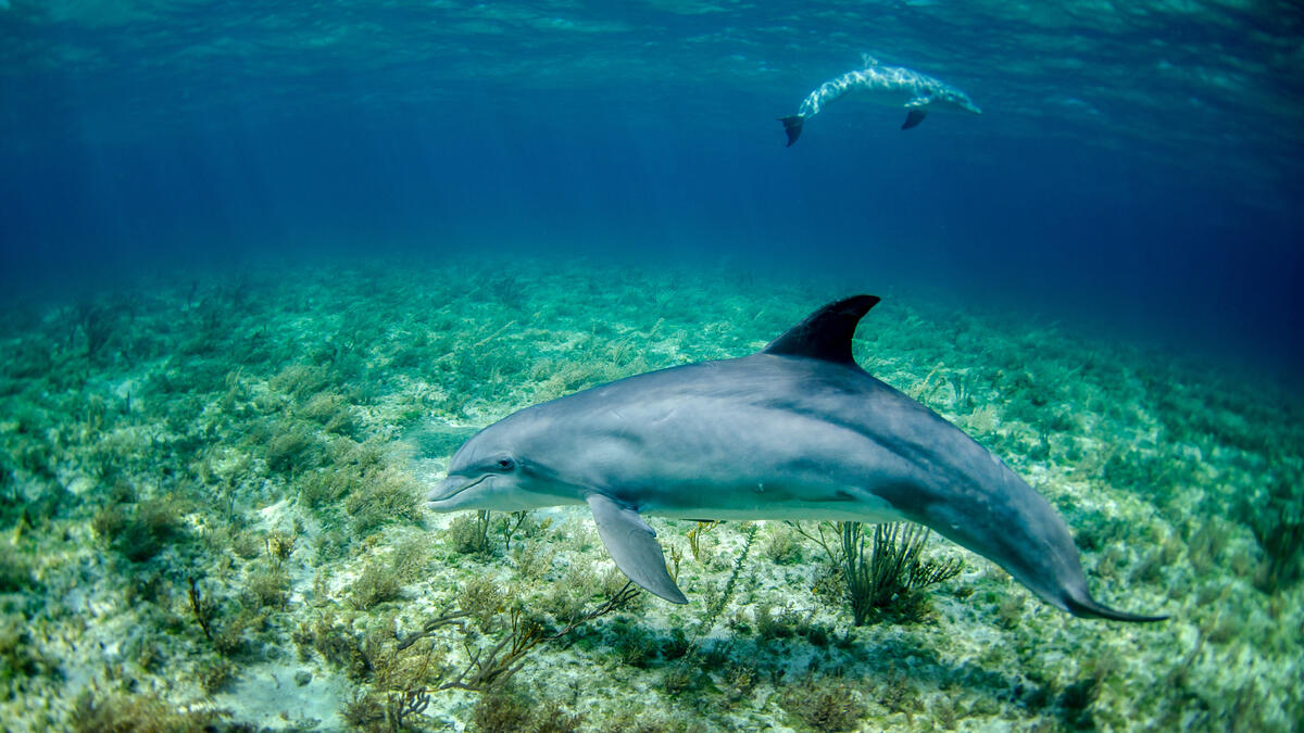 Dolphin on the bottom of the sea
