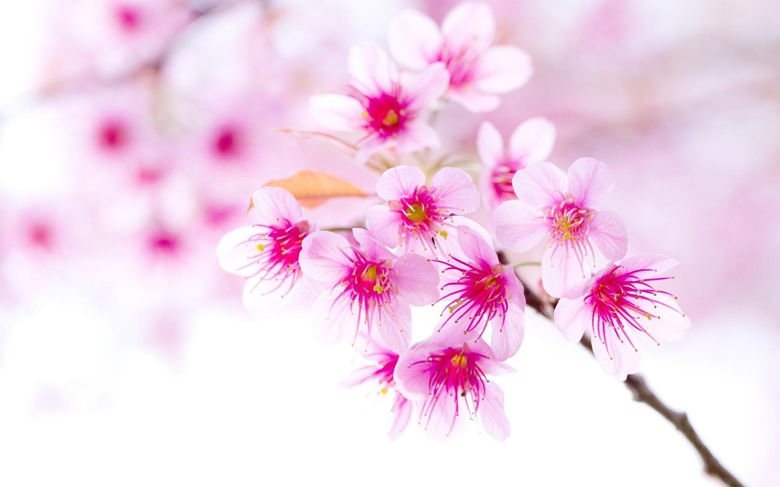 Бесплатное фото Розовая веточка вишни