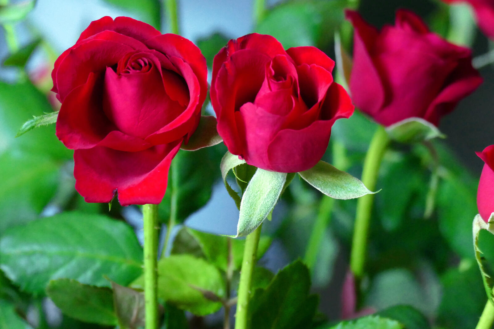 Обои красная роза красный бутон цветущая роза на рабочий стол