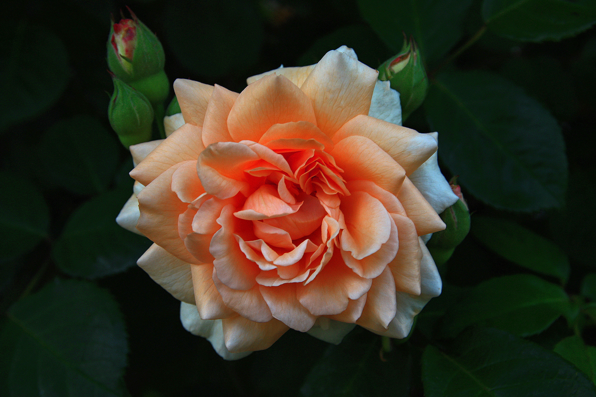 Фото бесплатно роза, флорибунда, розы