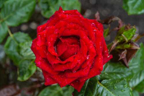 Red peony rose