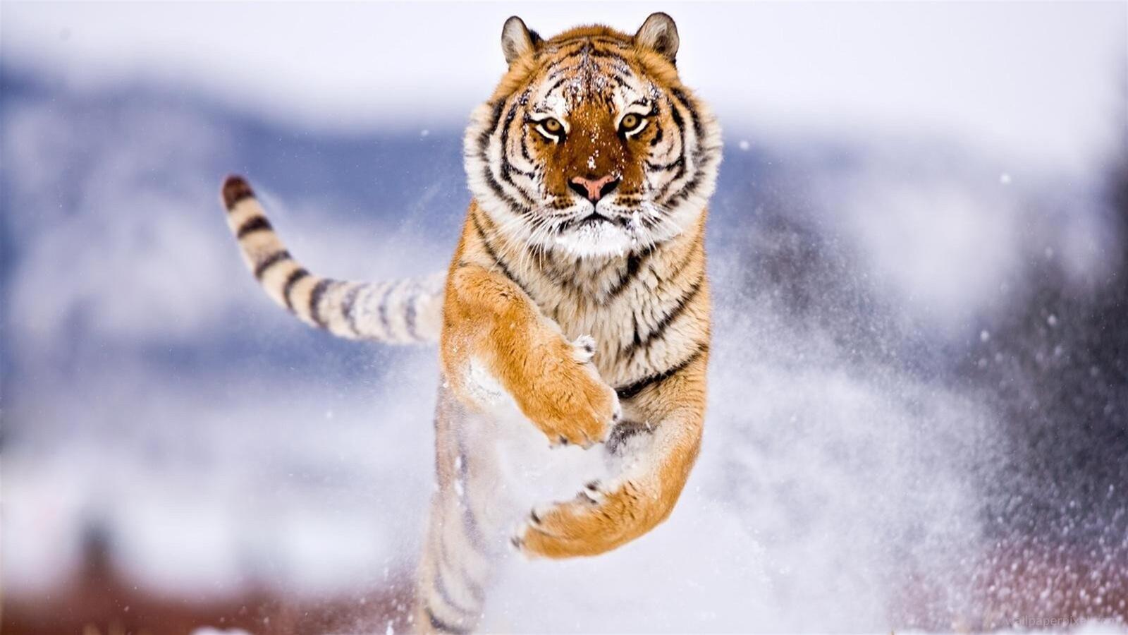 Wallpapers tiger in jump predator tiger on the desktop
