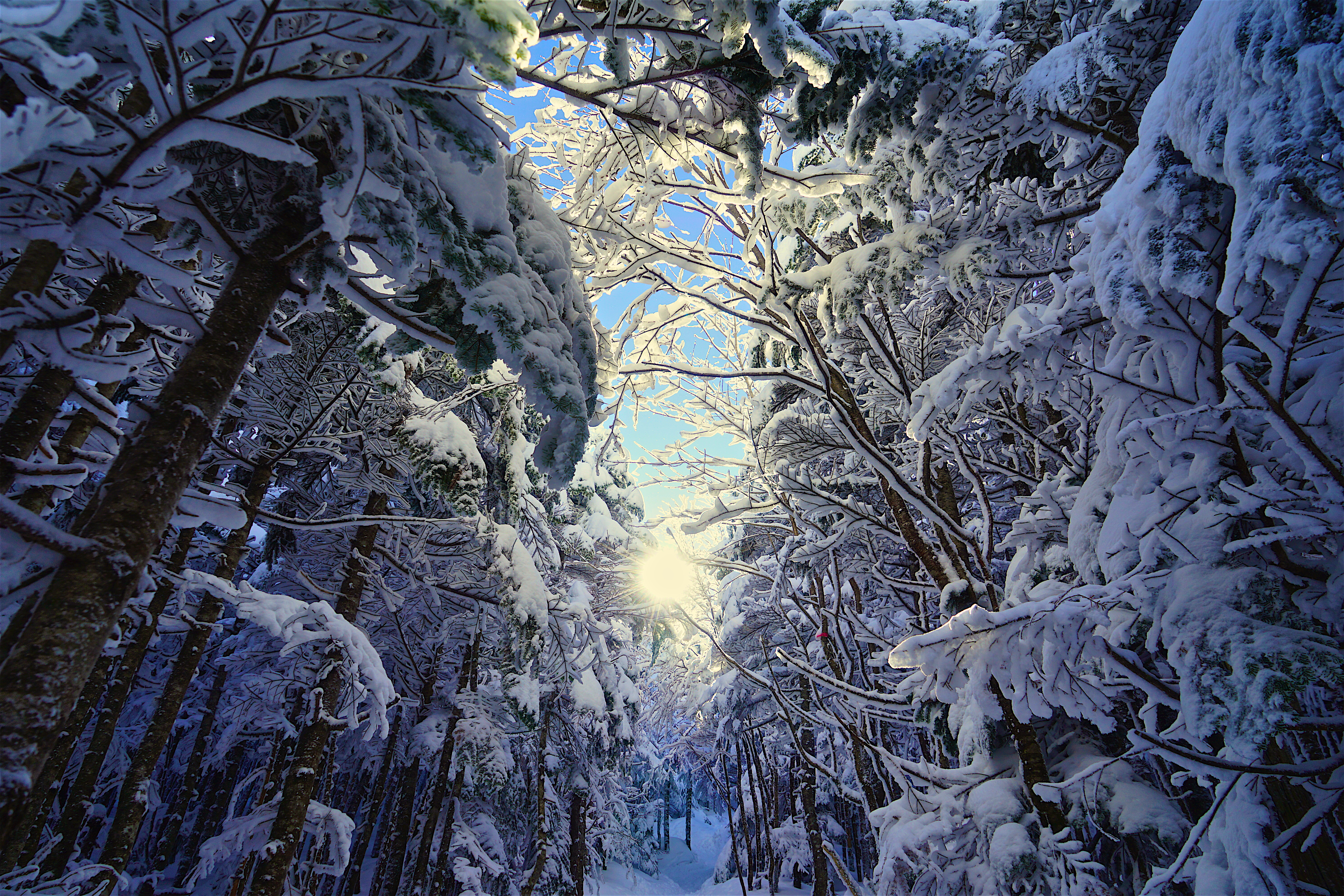 Обои зимний лес зима деревья на рабочий стол